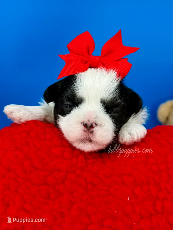 Domino – Mal Shi puppy for sale in Fort Worth, TX