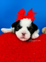 Domino, a male Mal Shi for sale in Fort Worth, TX – 1 of 3
