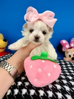 Sissy, a female Maltese for sale in Fort Worth, TX – 3 of 4