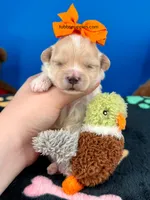 Cheeto, a male Maltipoo for sale in Fort Worth, TX – 4 of 4