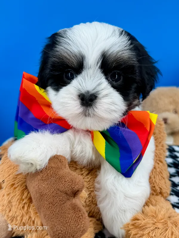 Domino – Mal Shi puppy for sale in Fort Worth, TX
