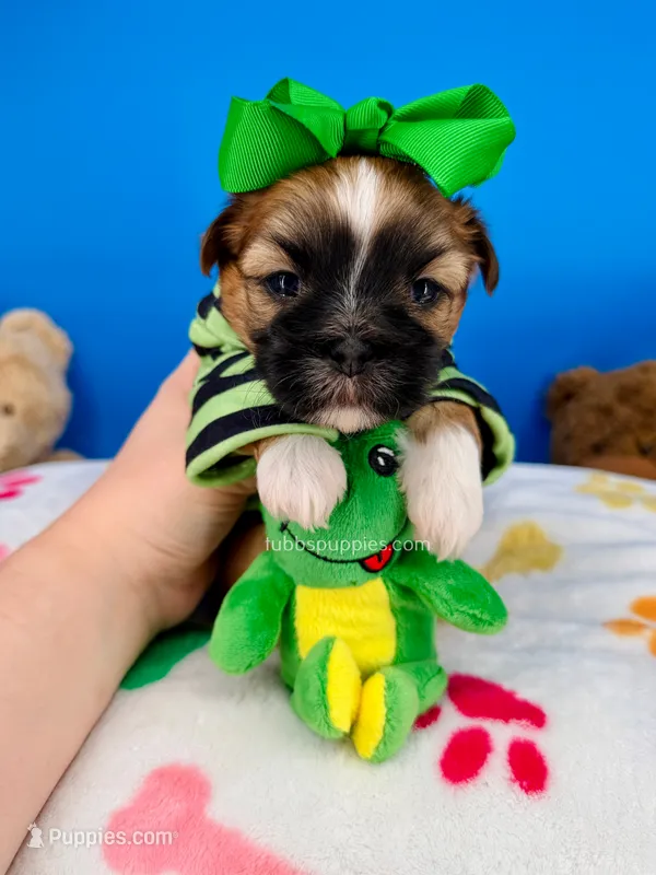 Pickles – Mal Shi puppy for sale in Fort Worth, TX