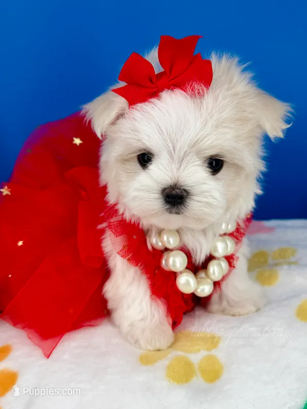 Sissy – Maltese puppy for sale in Fort Worth, TX