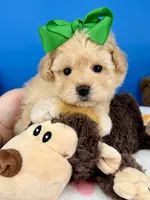 Vanilla Bean, a male Maltipoo for sale in Fort Worth, TX – 4 of 7