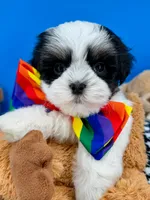 Domino, a male Mal Shi for sale in Fort Worth, TX – 3 of 9