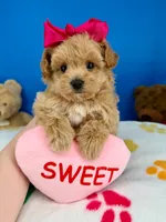 Peaches, a female Maltipoo for sale in Fort Worth, TX – 2 of 5