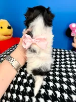Kisses, a female Morkie for sale in Fort Worth, TX – 4 of 5