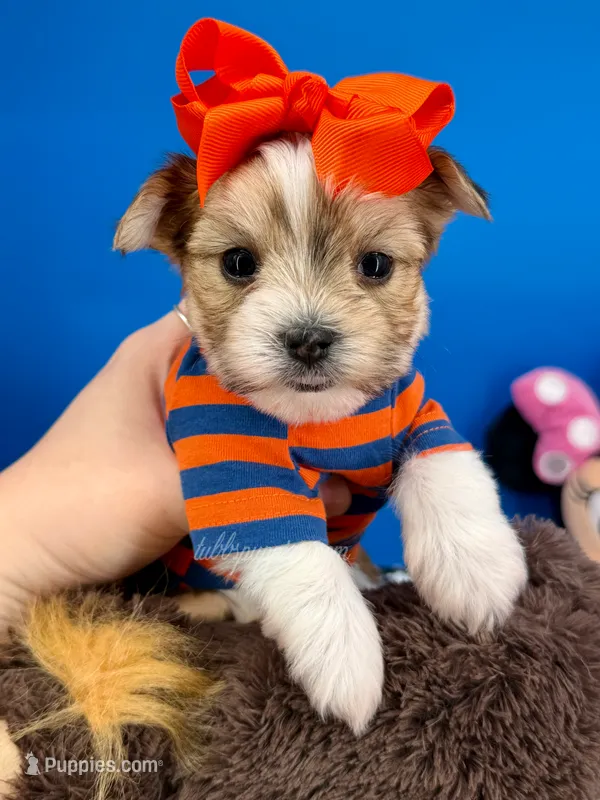 Hershey – Morkie puppy for sale in Fort Worth, TX