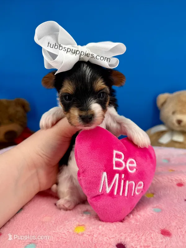 Daisy May – Yorkshire Terrier puppy for sale in Fort Worth, TX