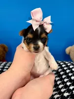 Daisy May, a female Yorkshire Terrier for sale in Fort Worth, TX – Photo 1 of 3