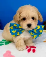 Vanilla Bean, a male Maltipoo for sale in Fort Worth, TX – 3 of 6