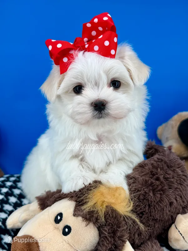 Prince Charming – Maltese puppy for sale in Fort Worth, TX