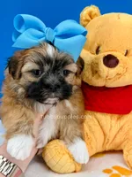 Pickles, a male Mal Shi for sale in Fort Worth, TX – 6 of 6