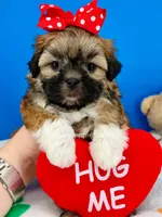 Pretzel, a male Mal Shi for sale in Fort Worth, TX – 4 of 7