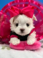Princess, a female Maltese for sale in Fort Worth, TX – 1 of 7