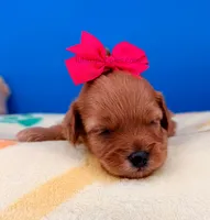 Strawberry, a female Maltipoo for sale in Fort Worth, TX – 4 of 4