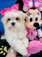 Cinderella, a female Maltese for sale in Fort Worth, TX – 3 of 9