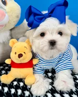 Prince Charming, a male Maltese for sale in Fort Worth, TX – 2 of 3
