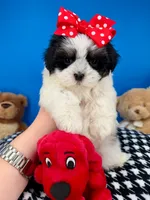 Domino, a male Mal Shi for sale in Fort Worth, TX – 6 of 9