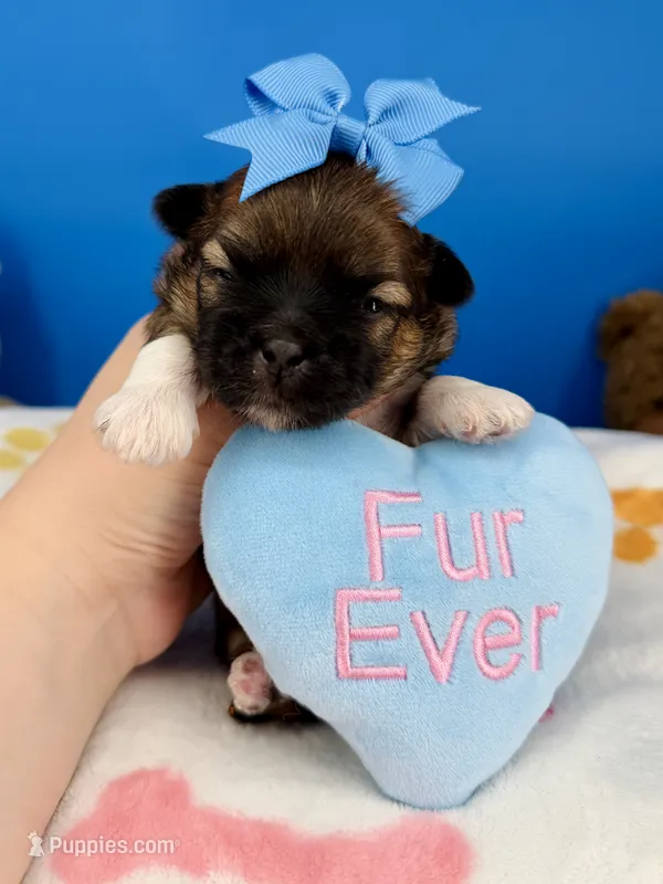 Pretzel – Mal Shi puppy for sale in Fort Worth, TX