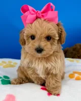 Peaches, a female Maltipoo for sale in Fort Worth, TX – 3 of 6
