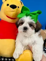 Pumpkin, a male Mal Shi for sale in Fort Worth, TX – 3 of 8