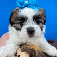 Dorito, a male Mal Shi for sale in Fort Worth, TX – Photo 2 of 5