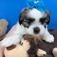 Dorito, a male Mal Shi for sale in Fort Worth, TX – Photo 1 of 5