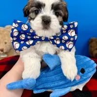 Dorito, a male Mal Shi for sale in Fort Worth, TX – Photo 3 of 5