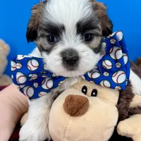 Dorito, a male Mal Shi for sale in Fort Worth, TX – Photo 4 of 5