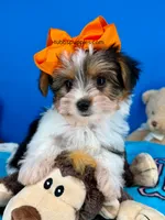 Rocky , a male Yorkshire Terrier for sale in Fort Worth, TX – 2 of 3