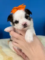 Gizmo, a male Mal Shi for sale in Fort Worth, TX – 3 of 4