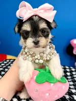 Kisses, a female Morkie for sale in Fort Worth, TX – 3 of 5