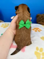 Pickles, a male Mal Shi for sale in Fort Worth, TX – 2 of 3