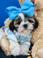 Benji, a male Mal Shi for sale in Fort Worth, TX – 2 of 7