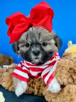 Buster, a male Mal Shi for sale in Fort Worth, TX – 3 of 5