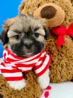 Pretzel, a male Mal Shi for sale in Fort Worth, TX – 7 of 7