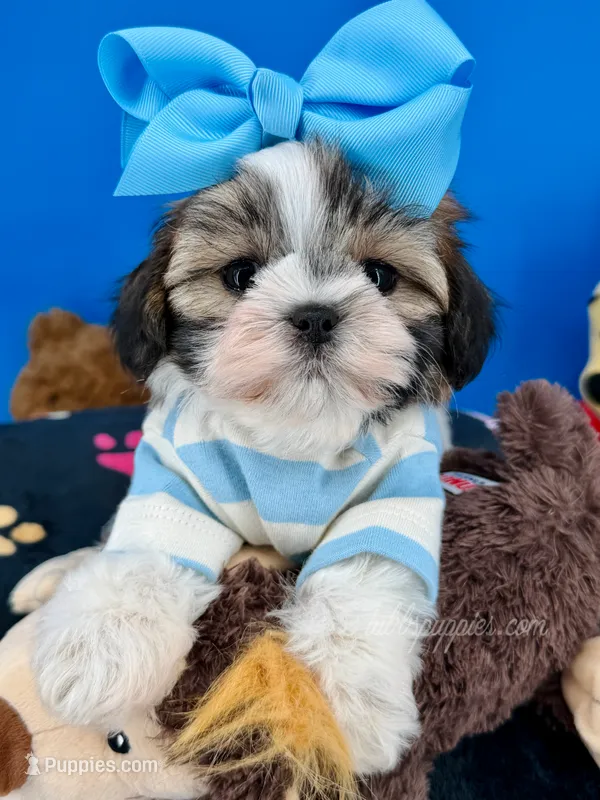 Benji – Mal Shi puppy for sale in Fort Worth, TX