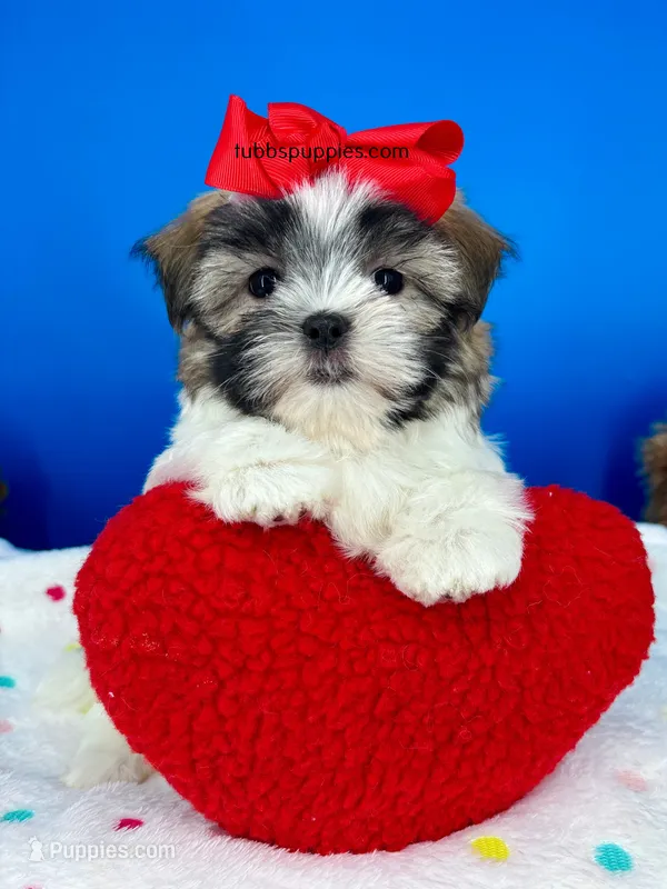 Checkers  – Mal Shi puppy for sale in Fort Worth, TX