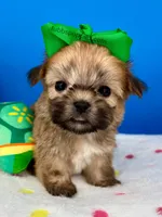 Hot Dog, a male Mal Shi for sale in Fort Worth, TX – Photo 4 of 5