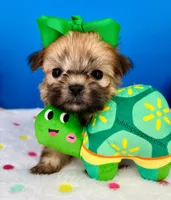 Hot Dog, a male Mal Shi for sale in Fort Worth, TX – Photo 3 of 5