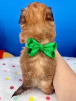 Hot Dog, a male Mal Shi for sale in Fort Worth, TX – Photo 5 of 5