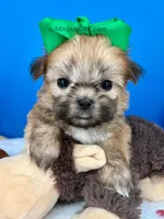 Hot Dog, a male Mal Shi for sale in Fort Worth, TX – Photo 2 of 5