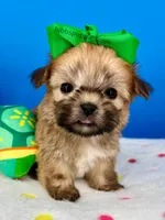 Hot Dog, a male Mal Shi for sale in Fort Worth, TX – Photo 1 of 5