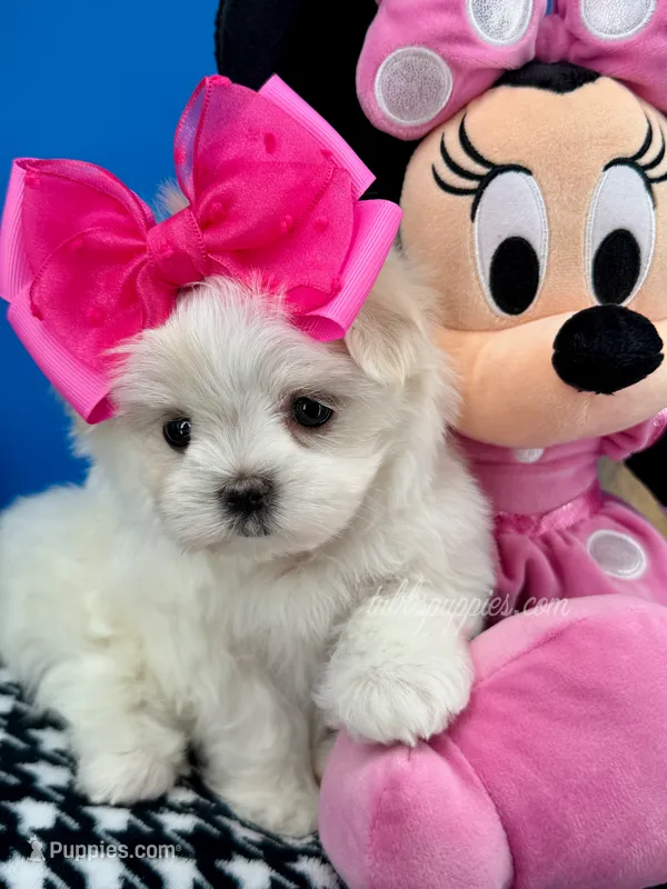 Cinderella – Maltese puppy for sale in Fort Worth, TX