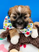 Pickles, a male Mal Shi for sale in Fort Worth, TX – 2 of 6