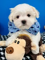 Prince Charming, a male Maltese for sale in Fort Worth, TX – 3 of 3