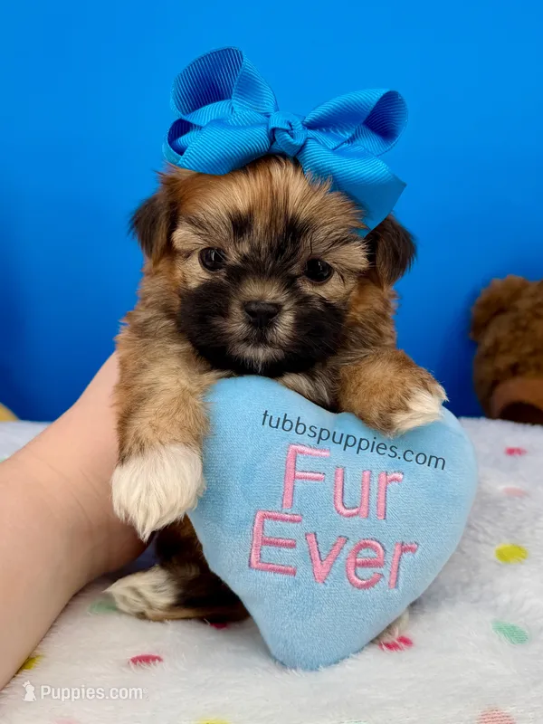 Bandit, a male Mal Shi for sale in Fort Worth, TX – Photo 1 of 3