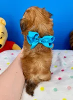 Bandit, a male Mal Shi for sale in Fort Worth, TX – Photo 3 of 3