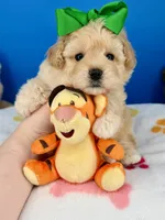 Vanilla Bean, a male Maltipoo for sale in Fort Worth, TX – 3 of 7